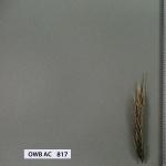 owb-ac-817