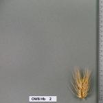 owb-hb-2