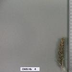 owb-hb-4