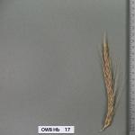 owb-hb-17