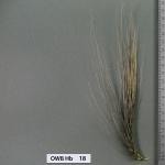 owb-hb-18
