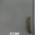 owb-hb-19