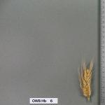owb-hb-6