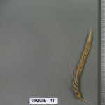 owb-hb-31