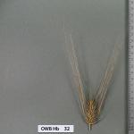 owb-hb-32