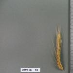 owb-hb-33