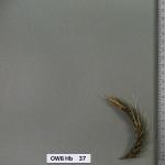 owb-hb-37