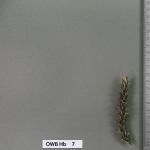 owb-hb-7