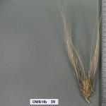 owb-hb-39