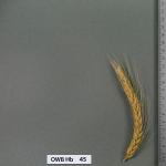 owb-hb-45