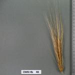 owb-hb-46