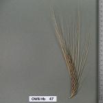 owb-hb-47