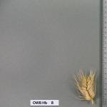 owb-hb-8
