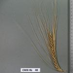 owb-hb-48