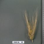owb-hb-49