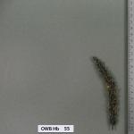 owb-hb-55