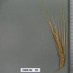 owb-hb-59