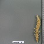 owb-hb-9