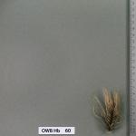 owb-hb-60