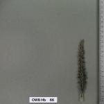 owb-hb-66