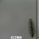 owb-hb-75