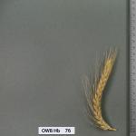 owb-hb-76