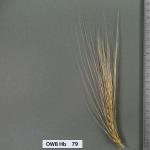 owb-hb-79