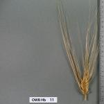 owb-hb-11