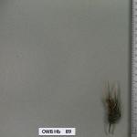 owb-hb-89