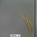 owb-hb-13