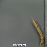 owb-hb-rec