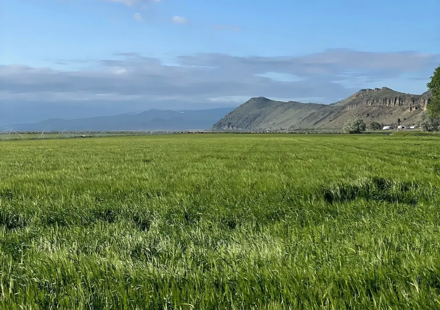 Field of barley variety "Lontra" during a spring day in the Klamath area.