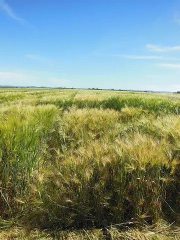 Barley field.