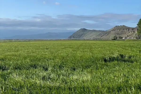 Field of barley variety "Lontra" during a spring day in the Klamath area.